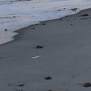 Meet your Posher, Paul